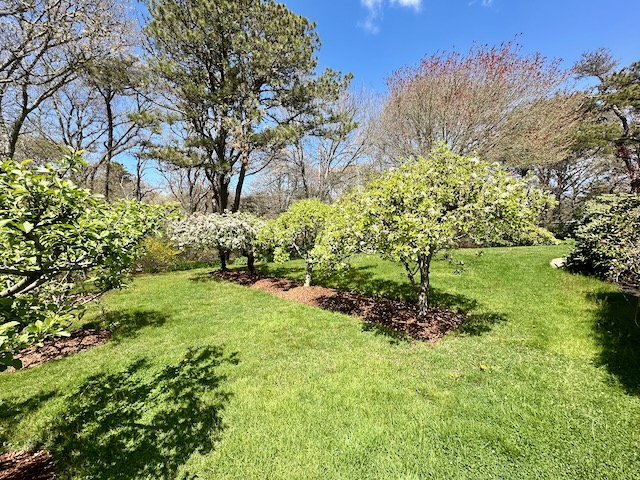 Stahlfruittrees%2Ejpeg