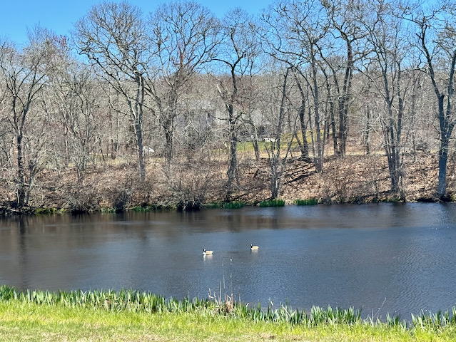murphy%20pond%2Ejpeg